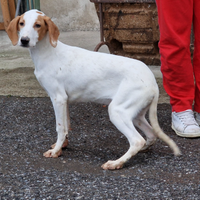 Cuccioloni segugio istriano 8 mesi