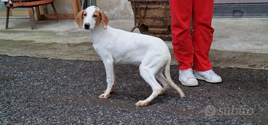 Cuccioloni segugio istriano 8 mesi