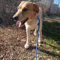 Kiss, meticcio tre anni dolcissimo