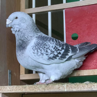 Colombi standard per bellezza