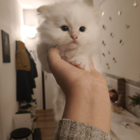 Cuccioli di gatto dolcissimi