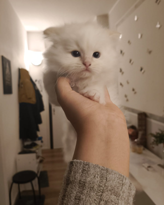 Cuccioli di gatto dolcissimi