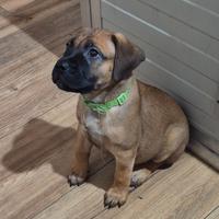 Cuccioli di bullmastiff