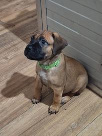 Cuccioli di bullmastiff