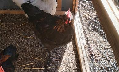 Pollastri marans