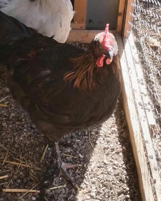 Pollastri marans
