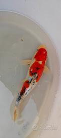 carpa koi sanke doitzu 30cm 