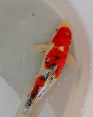 carpa koi sanke doitzu 30cm 