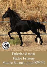 Frisone