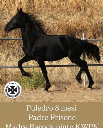 Frisone