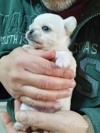 Chihuahua femminuccia