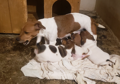 Cuccioli razza jack russel terrier