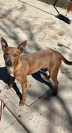 Simil pincher di 2 anni taglia piccola