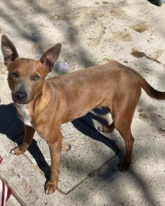 Simil pincher di 2 anni taglia piccola