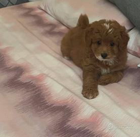 Cucciola