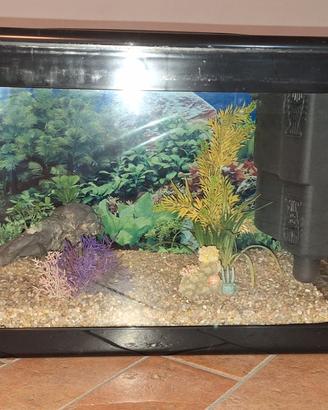 Acquario