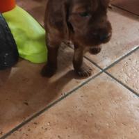 Setter Irlandese cucciolo