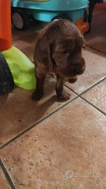 Setter Irlandese cucciolo