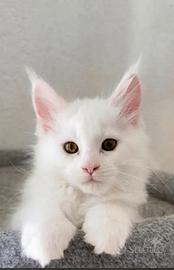 Cuccioli Maine coon femmine e maschi