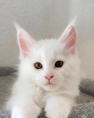 Cuccioli Maine coon femmine e maschi