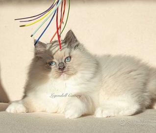 Adorabili cuccioli Ragdoll