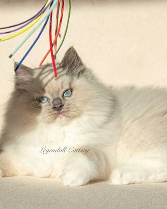 Adorabili cuccioli Ragdoll