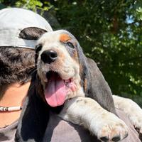 Adorabile cucciolo di Basset Hound
