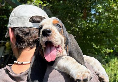 Adorabile cucciolo di Basset Hound