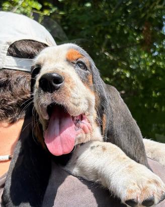 Adorabile cucciolo di Basset Hound