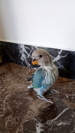 Inseparabili pulli allevati a mano