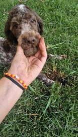 Lagotto romagnolo  riproduzione selezionata 