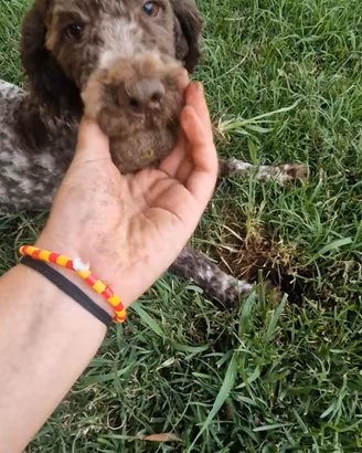 Lagotto romagnolo  riproduzione selezionata 