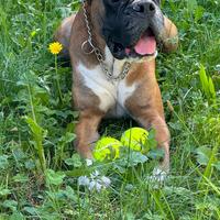 Boxer razza pura con pedigree