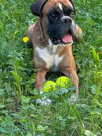 Boxer razza pura con pedigree