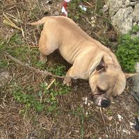 American bully femmina