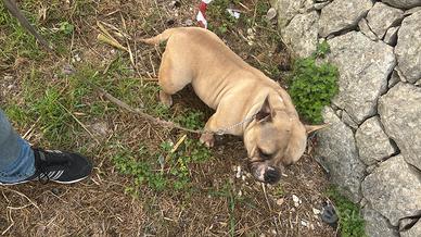 American bully femmina