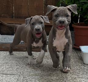 Cuccioli Amstaf blue con pedigree