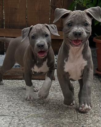 Cuccioli Amstaf blue con pedigree