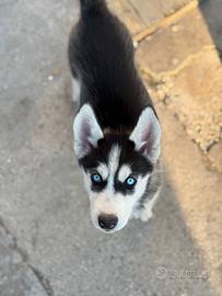 Husky femmina 1 anno