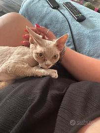 Devon rex femmina