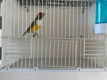 Diamanti del gould