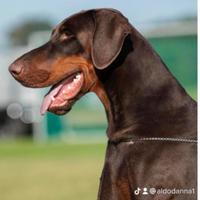 Cuccioli dobermann alta selezione