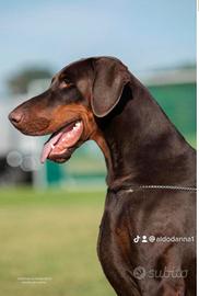 Cuccioli dobermann alta selezione