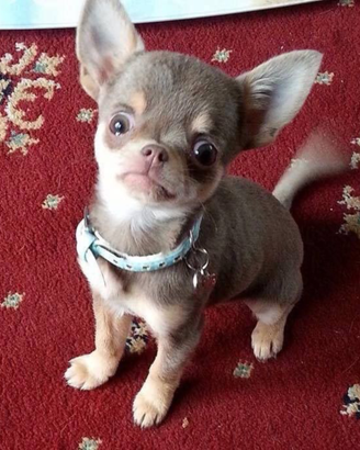 Cuccioli chihuahua mini toy