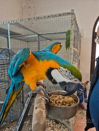 Ara cenerini amozoni