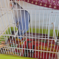 Pappagalli inseparabili