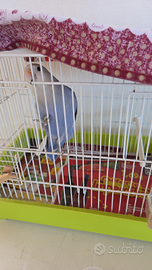 Pappagalli inseparabili