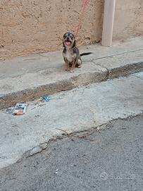 chihuahua