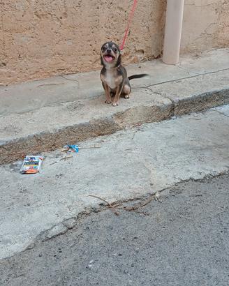 chihuahua