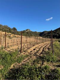 Terreno Agricolo a Monti
